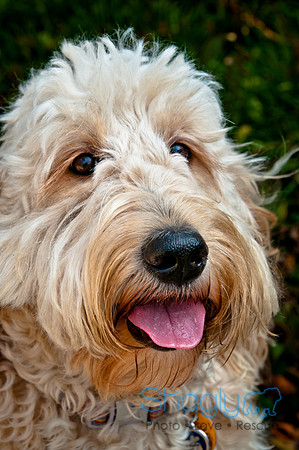 The Therapy Dogs-76