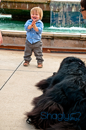 The Therapy Dogs-61