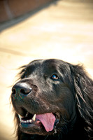 The Therapy Dogs-16