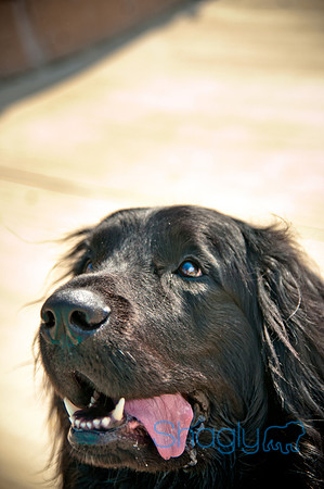 The Therapy Dogs-16