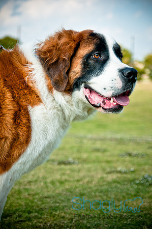 The Therapy Dogs-28