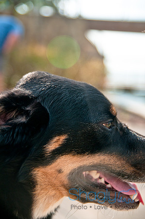 The Therapy Dogs-134