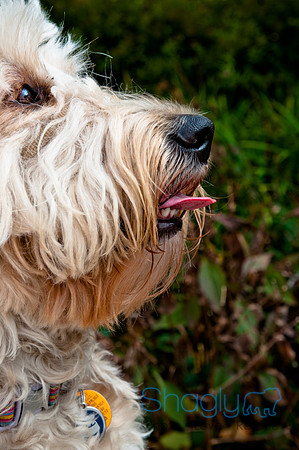 The Therapy Dogs-77