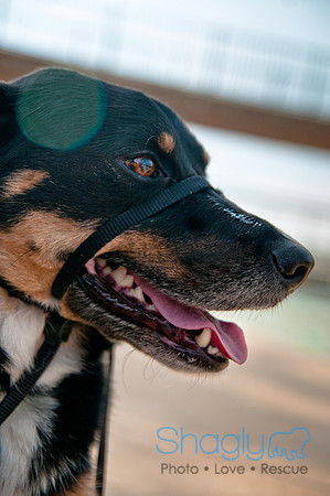 The Therapy Dogs-131