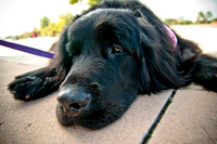 The Therapy Dogs-9