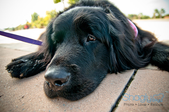 The Therapy Dogs-9