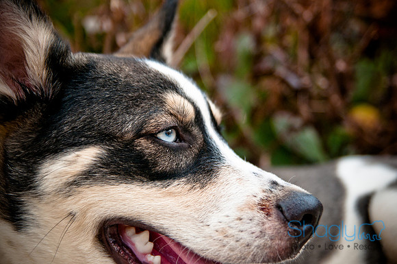 The Therapy Dogs-178