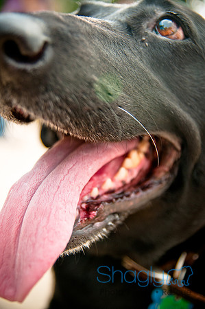 The Therapy Dogs-158