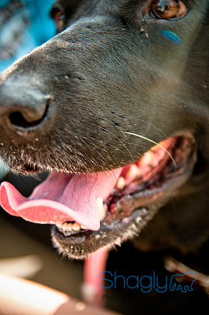 The Therapy Dogs-150