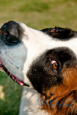 The Therapy Dogs-22