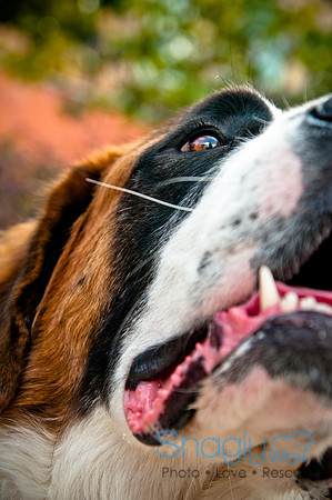 The Therapy Dogs-112