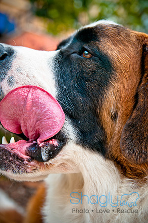 The Therapy Dogs-110