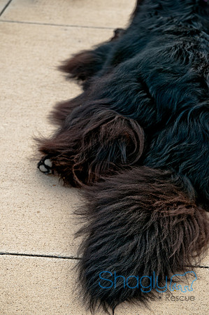 The Therapy Dogs-62