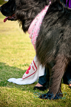 The Therapy Dogs-26