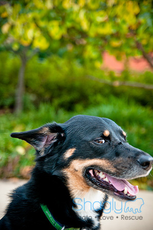 The Therapy Dogs-174