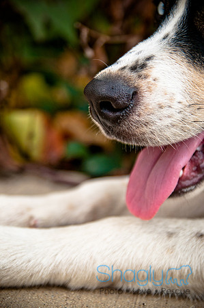 The Therapy Dogs-183