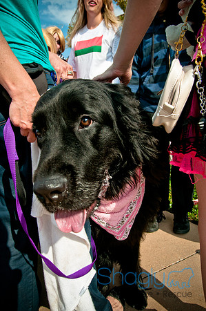 The Therapy Dogs-67