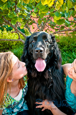 The Therapy Dogs-93