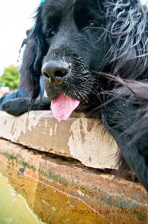 The Therapy Dogs-126