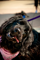 The Therapy Dogs-14
