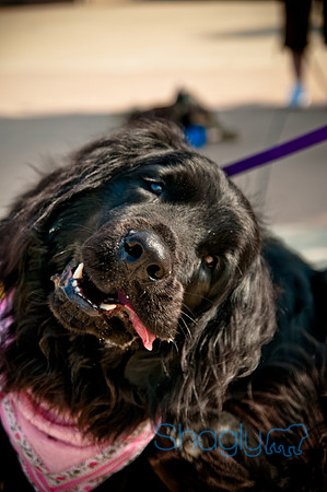 The Therapy Dogs-14