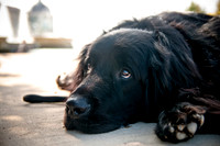 The Therapy Dogs-8