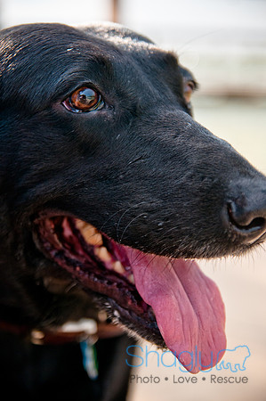 The Therapy Dogs-153