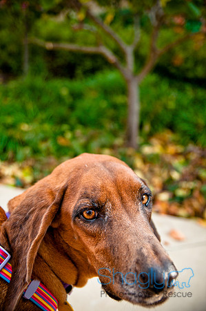 The Therapy Dogs-176