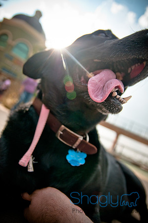 The Therapy Dogs-164
