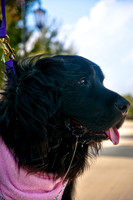 The Therapy Dogs-4