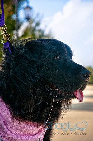 The Therapy Dogs-4