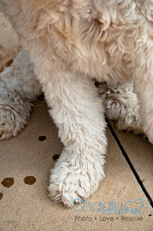 The Therapy Dogs-78