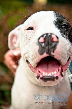 The Therapy Dogs-185
