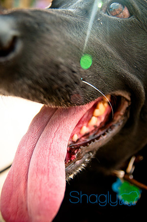 The Therapy Dogs-160