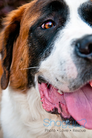The Therapy Dogs-115
