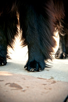 The Therapy Dogs-12