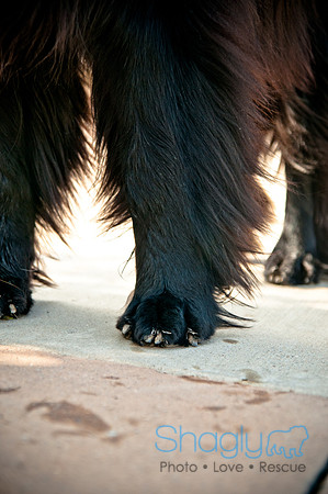 The Therapy Dogs-12