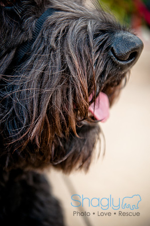 The Therapy Dogs-103