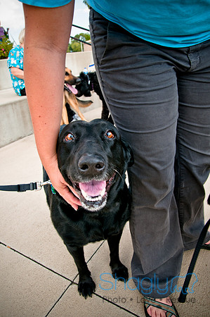 The Therapy Dogs-64