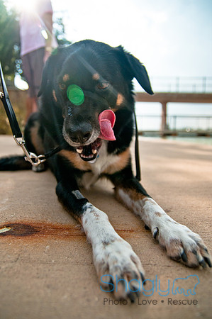 The Therapy Dogs-130