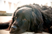 The Therapy Dogs-7