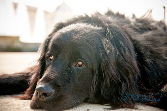 The Therapy Dogs-7
