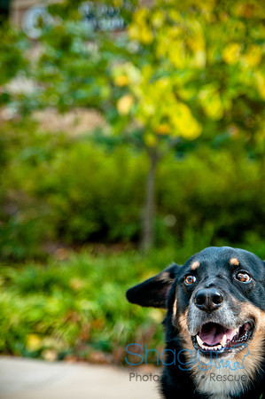 The Therapy Dogs-173