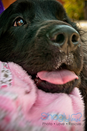 The Therapy Dogs-73