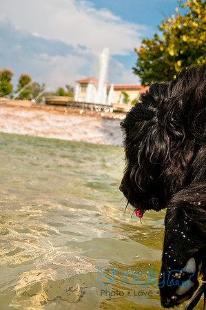 The Therapy Dogs-124