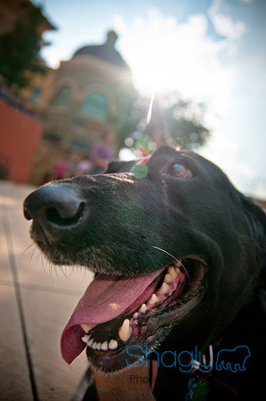 The Therapy Dogs-163