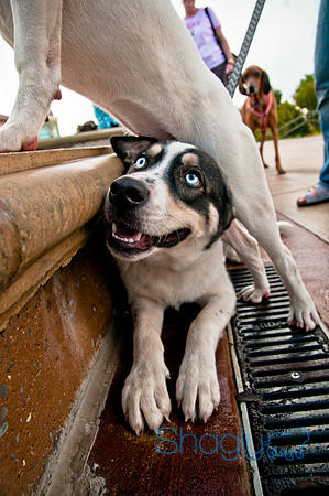 The Therapy Dogs-55