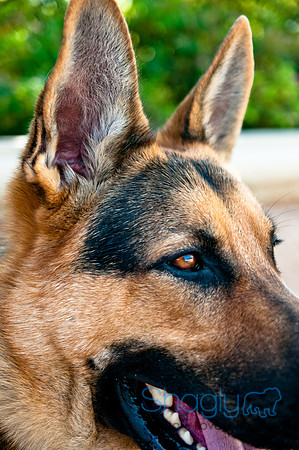 The Therapy Dogs-2