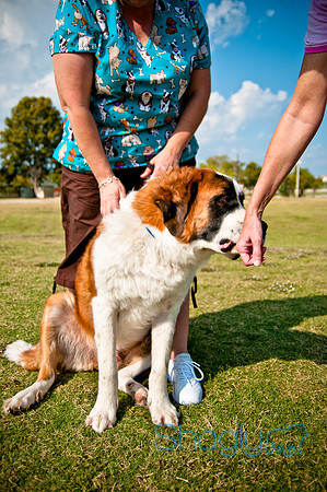 The Therapy Dogs-24