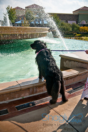 The Therapy Dogs-31